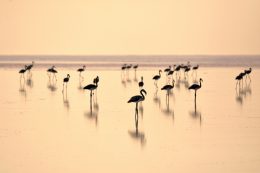 Tuz Gölü Flamingoları